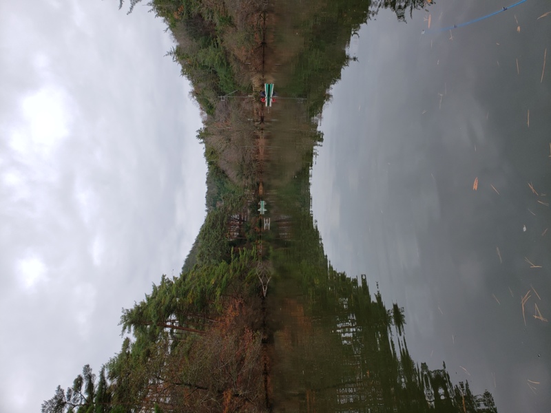 京都市南丹市通天湖の管理釣場でレインボートラウト釣果