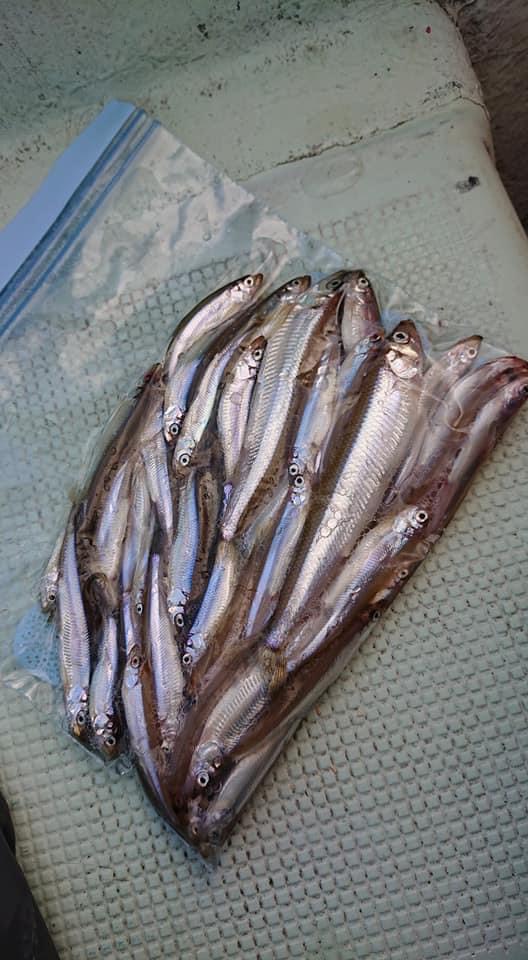 奈良県津風呂湖のワカサギ釣りでワカサギ釣果