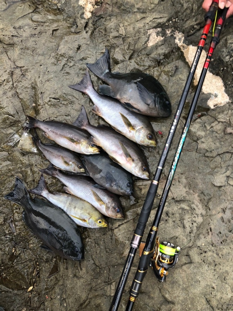 和歌山県上野渡船のフカセ釣りでグレ釣果