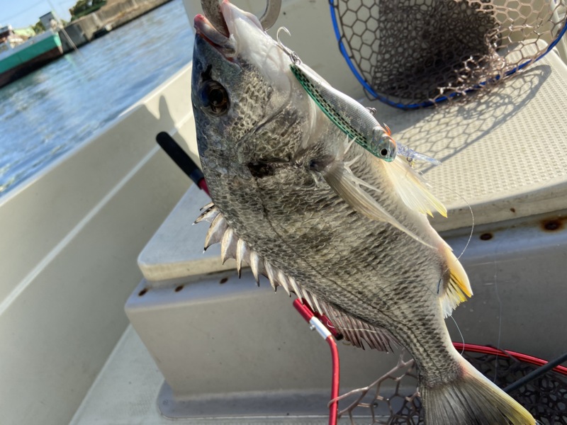 大阪府大阪湾FUJIYMAの船釣りでシーバス・キビレ釣果