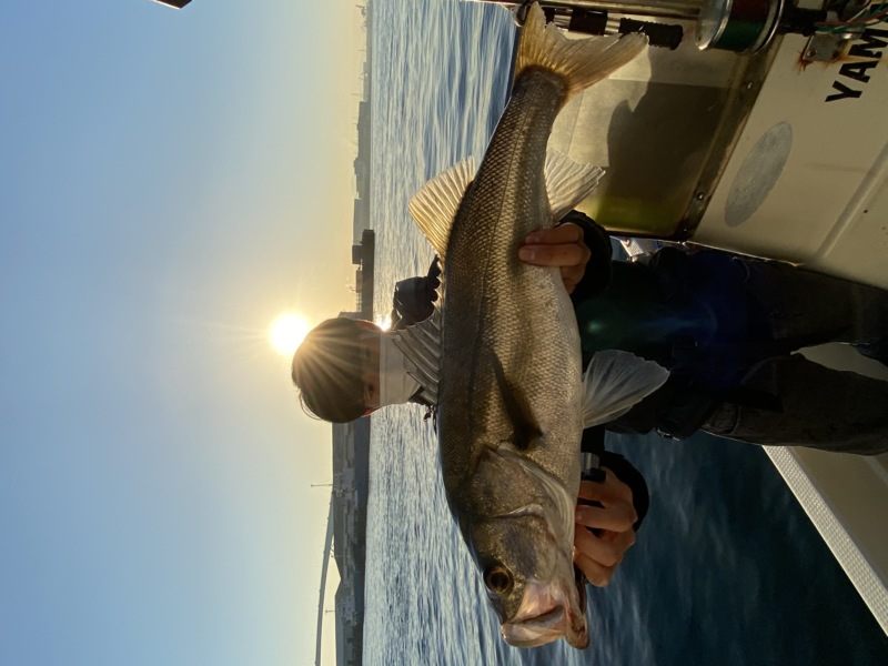 大阪府大阪湾FUJIYMAの船釣りでシーバス・キビレ釣果