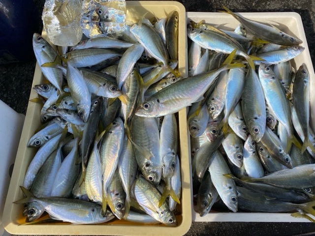 福井県田中渡船のサビキ釣りでマアジ・チヌ・カワハギ・小鯛釣果