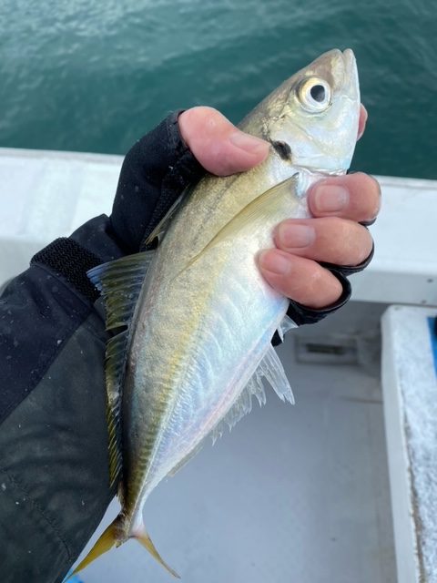 福井県田中渡船のサビキ釣りでマアジ・チヌ・カワハギ・小鯛釣果