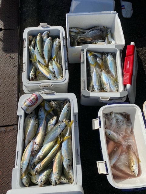 福井県田中渡船のサビキ釣りでマアジ・チヌ・カワハギ・小鯛釣果