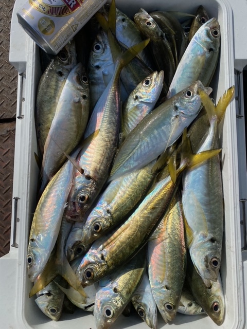 福井県田中渡船のサビキ釣りでマアジ・チヌ・カワハギ・小鯛釣果