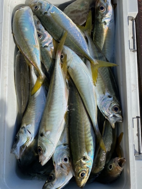 福井県田中渡船のサビキ釣りでマアジ・チヌ・カワハギ・小鯛釣果