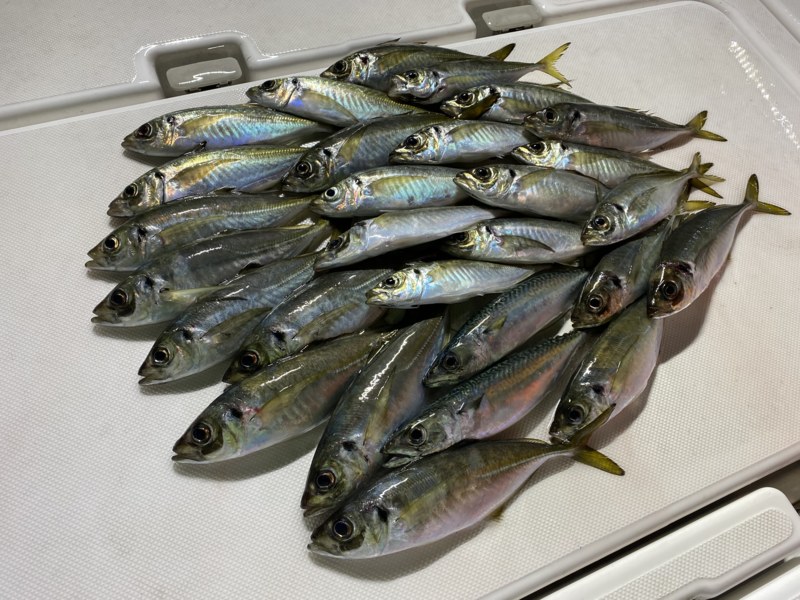 和歌山県フィッシングボートAirのボートアジングでアジ釣果