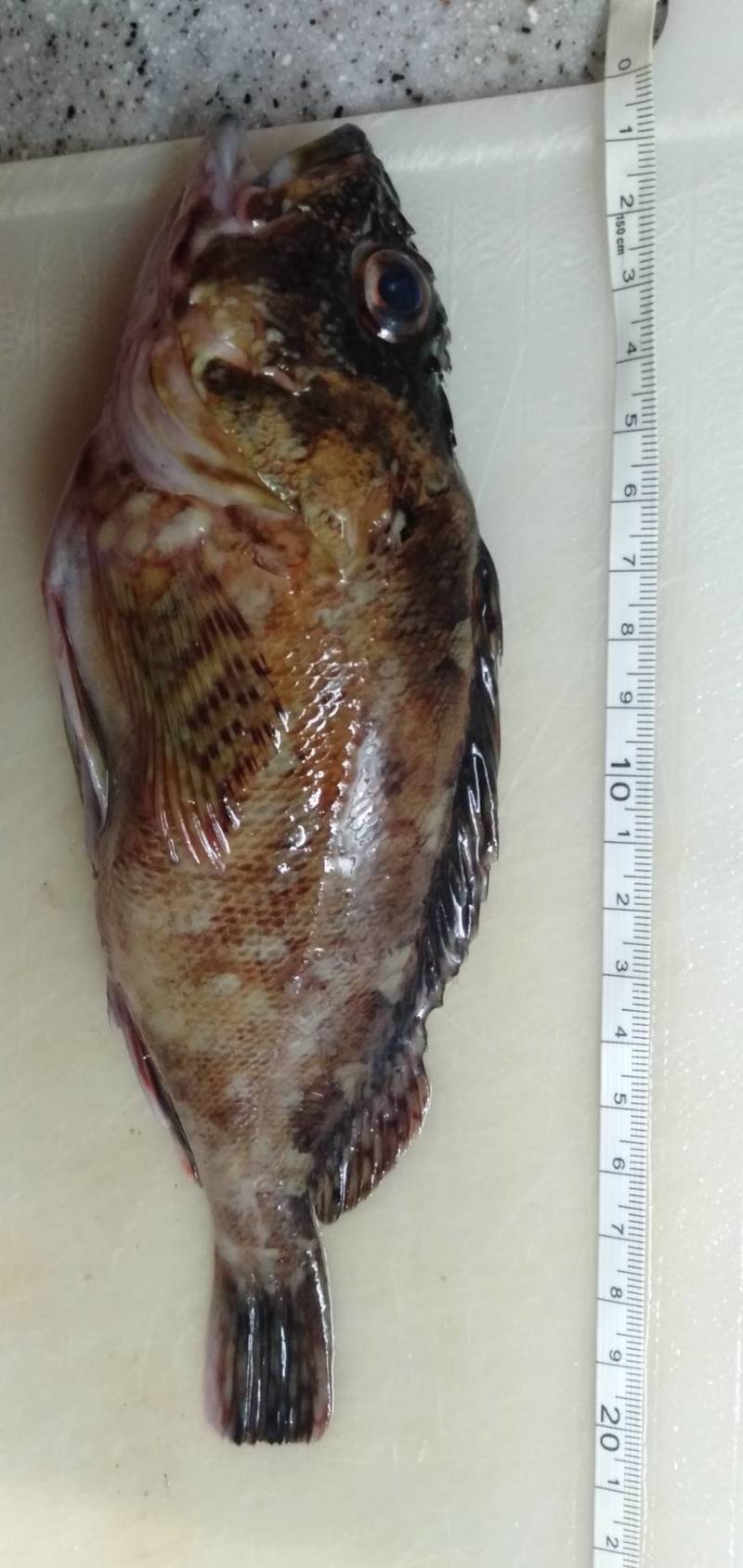 兵庫県アジュール舞子の堤防釣りでカサゴ・クジメ・カワハギ釣果