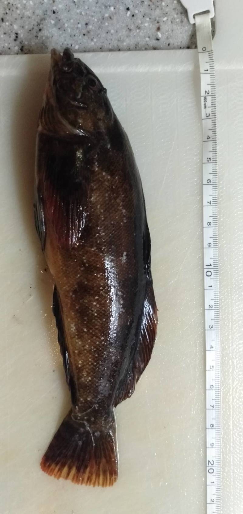 兵庫県アジュール舞子の堤防釣りでカサゴ・クジメ・カワハギ釣果