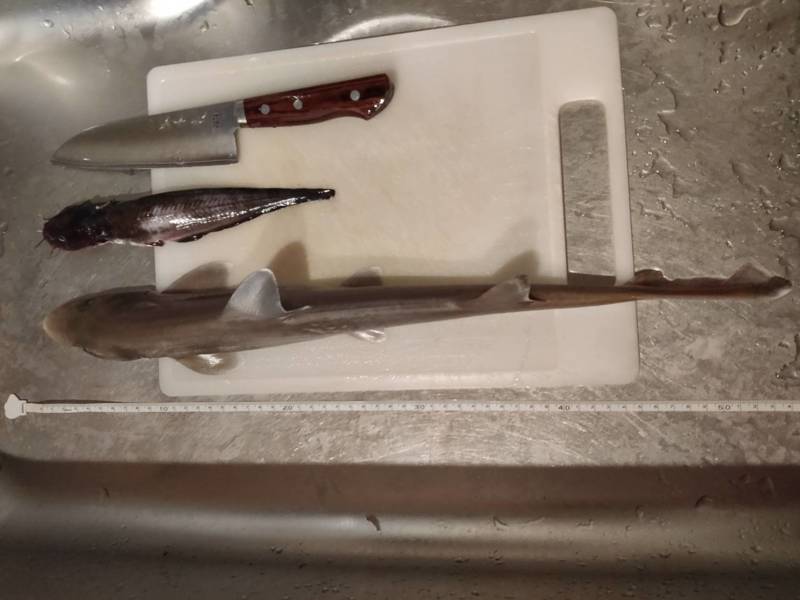 兵庫県アジュール舞子の堤防釣りでカサゴ・クジメ・カワハギ釣果