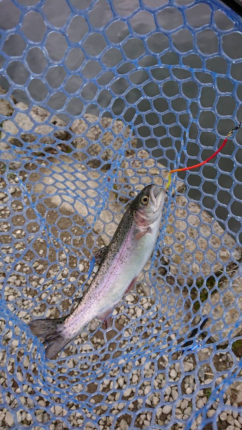 大阪府千早川の千早マス釣り場でレインボートラウト釣果