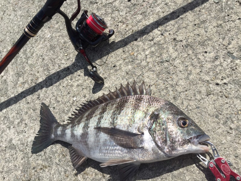 「兵庫県姫路市」妻鹿でウキフカセ釣り|チヌ釣果