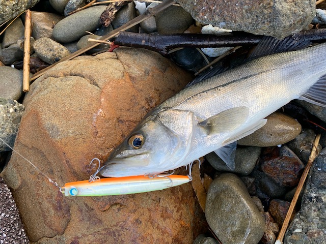 徳島県のソルトルアーでシーバス釣果