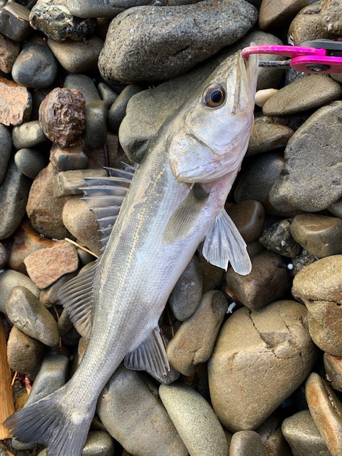 徳島県のソルトルアーでシーバス釣果