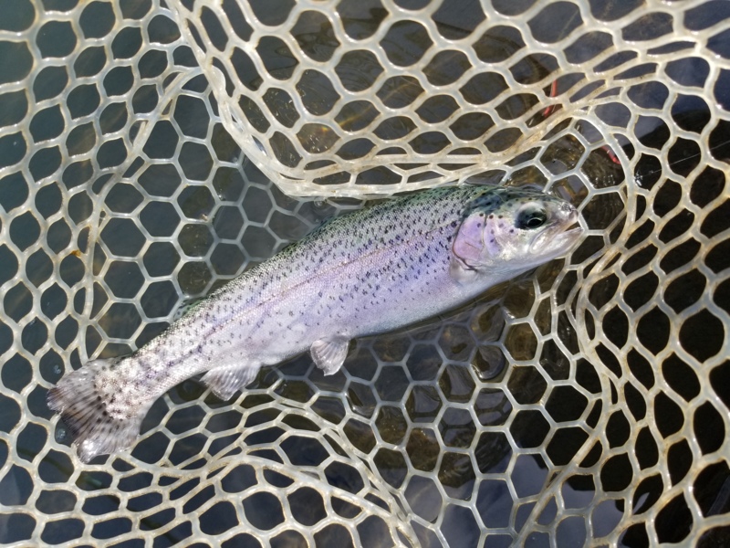 滋賀県アクアヘブンの管理釣り場でトラウト釣果