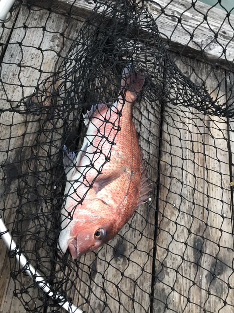 大阪府海上釣堀サザンのエサ釣りでマダイ釣果