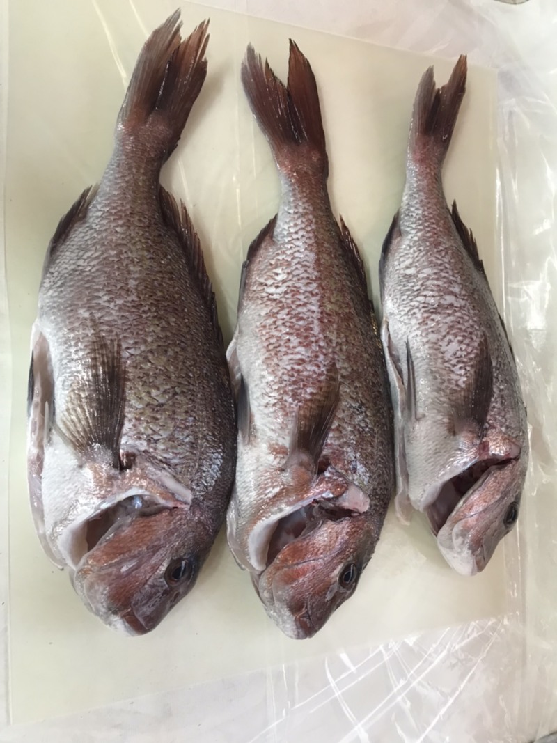 大阪府海上釣堀サザンのエサ釣りでマダイ釣果