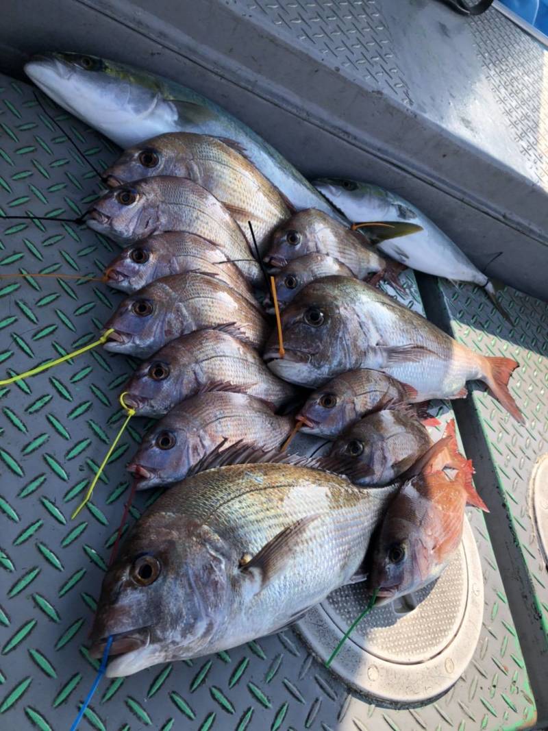 兵庫県明石海峡利弥丸の船釣りでマダイ釣果