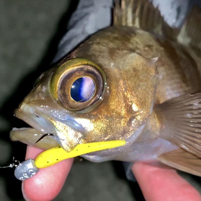 兵庫県淡路島のライトゲームでメバル・アジ釣果