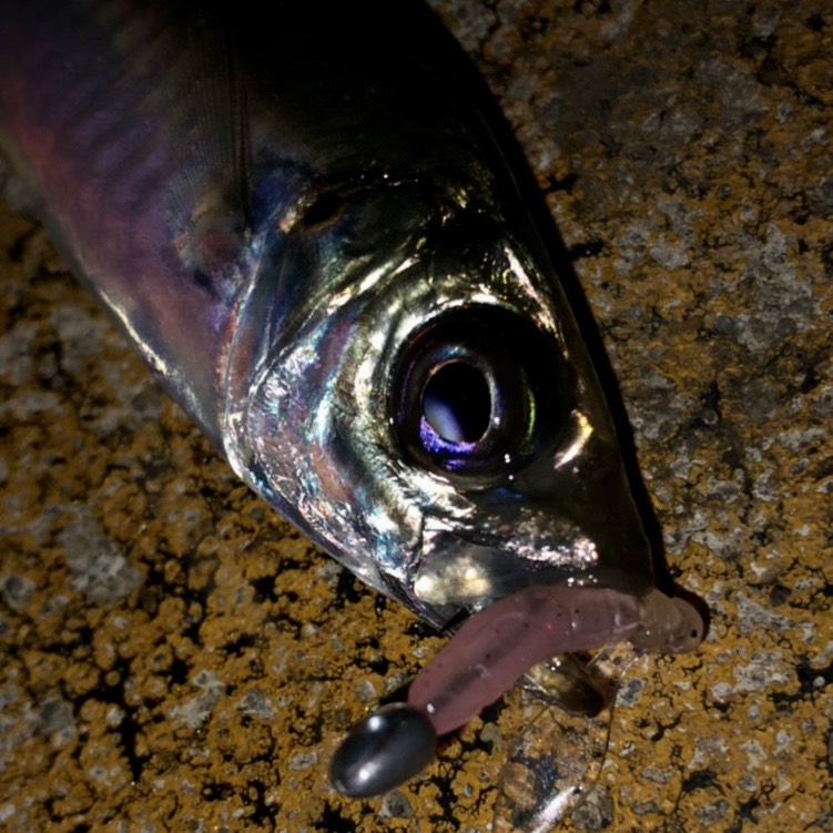 兵庫県淡路島のライトゲームでメバル・アジ釣果