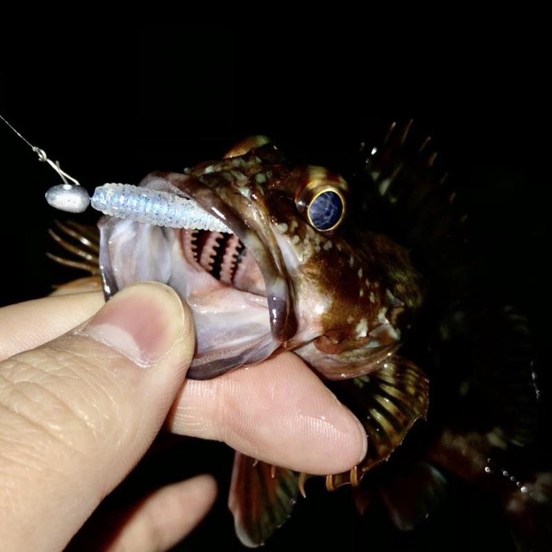 兵庫県淡路島のライトゲームでメバル・アジ釣果