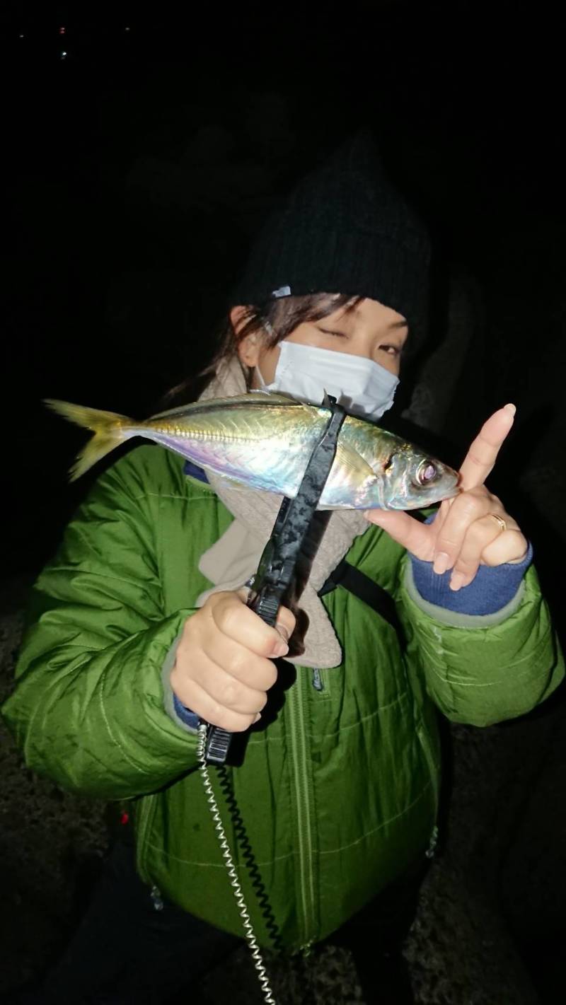 兵庫県淡路志筑付近のアジングでアジ釣果