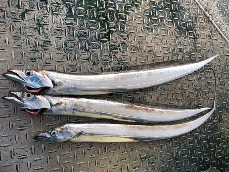 大阪府洲本沖いずみ丸の船釣りでタチウオ釣果