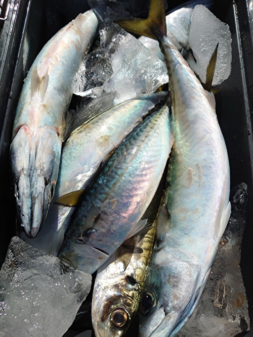 和歌山県比井岬丸の船釣りでマサバ・ゴマサバ釣果