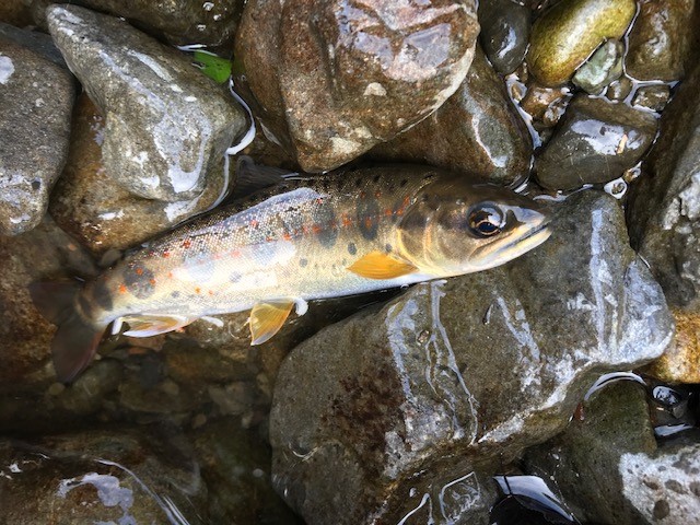和歌山県日高川龍神の渓流釣りでアマゴ釣果