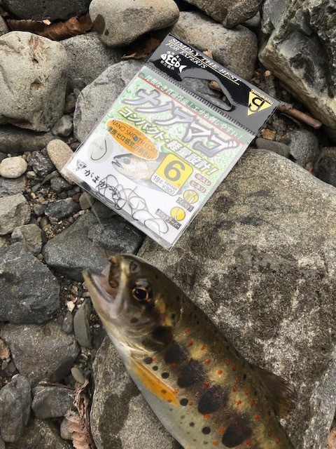 和歌山県日高川龍神の渓流釣りでアマゴ釣果