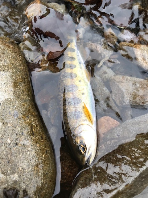 和歌山県日高川龍神の渓流釣りでアマゴ釣果