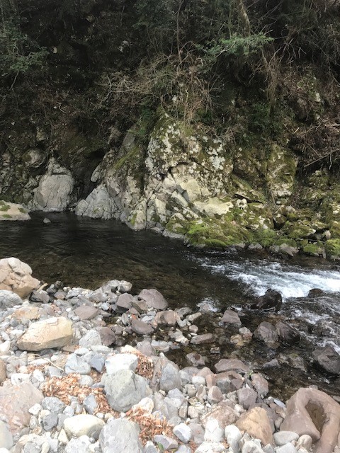 和歌山県日高川龍神の渓流釣りでアマゴ釣果