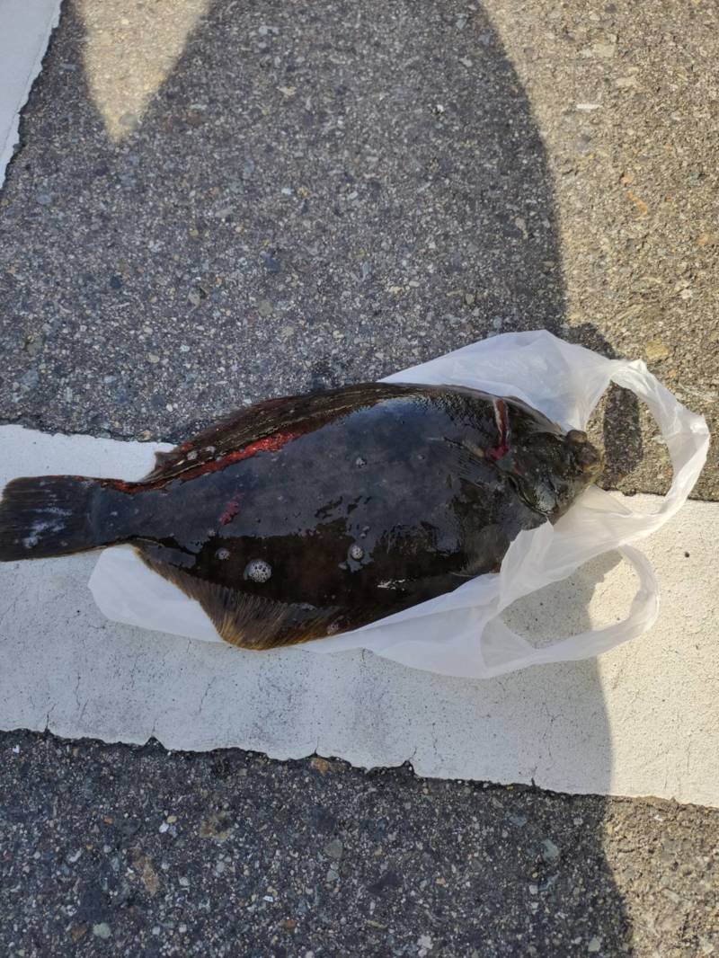 兵庫県明石沖虎ノ介の船釣りでマコガレイ釣果