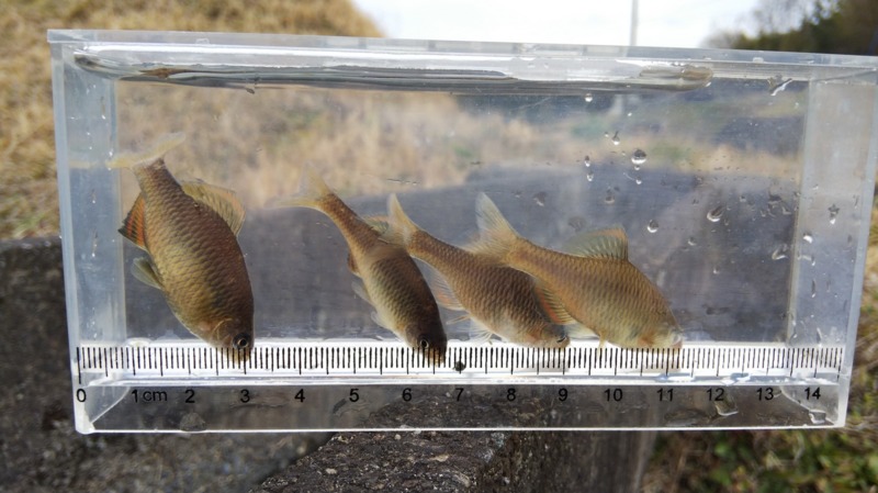 兵庫県のウキ釣りでタナゴ釣果