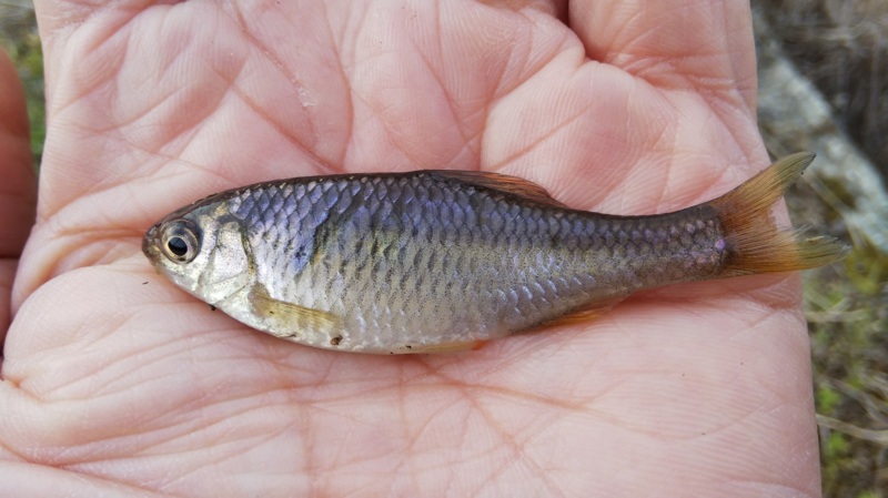 兵庫県のウキ釣りでタナゴ釣果