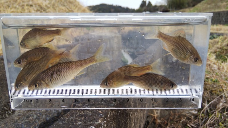 兵庫県のウキ釣りでタナゴ釣果