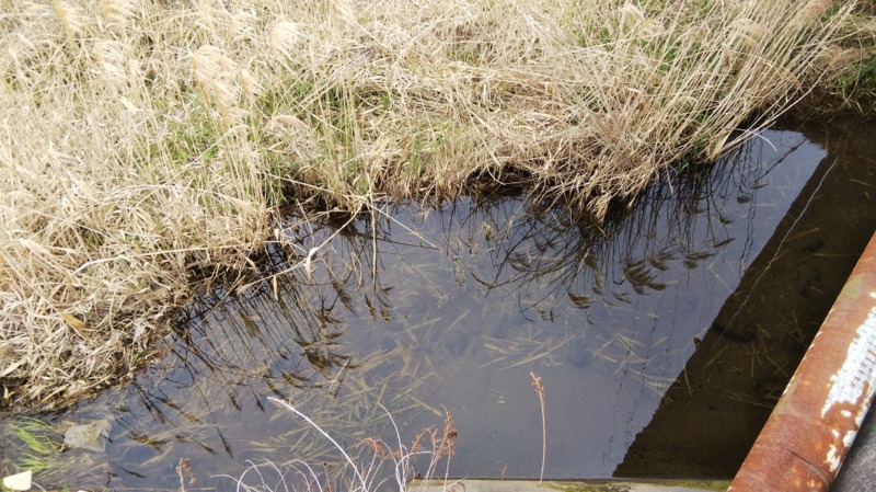 兵庫県のウキ釣りでタナゴ釣果
