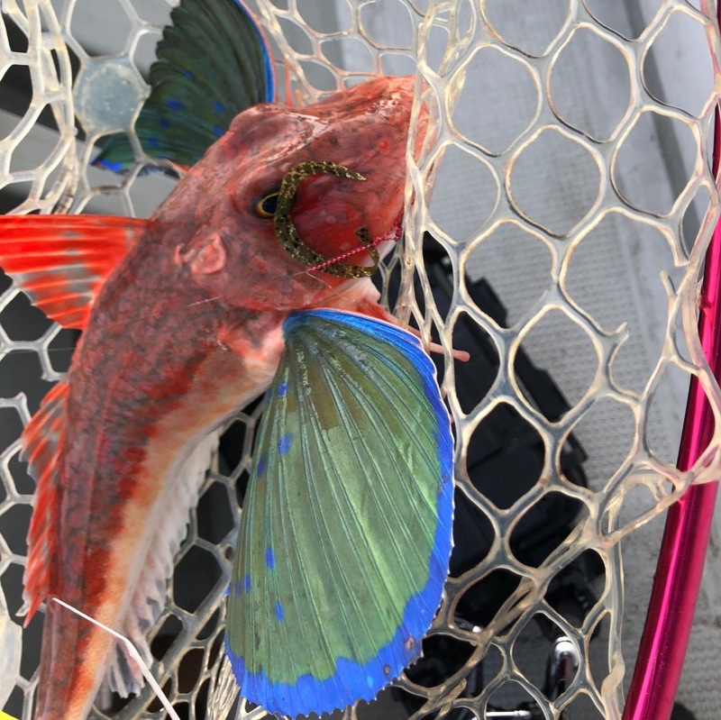 兵庫県東二見海豚の船釣りでタイ・ホウボウ釣果
