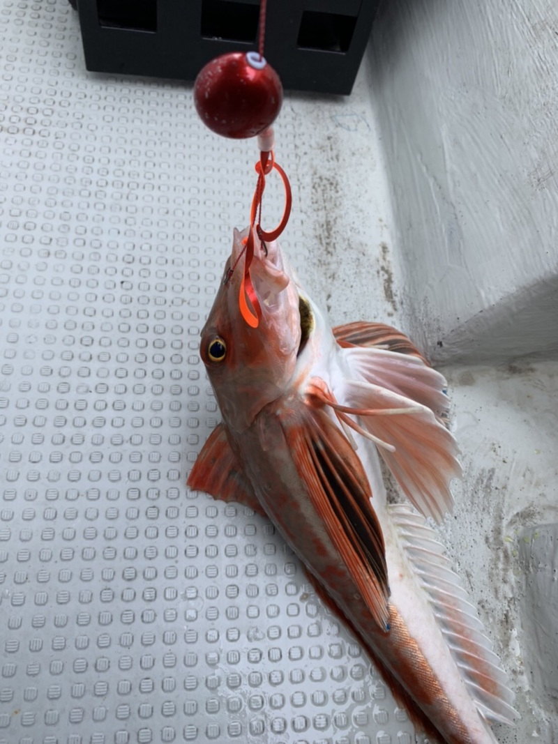 兵庫県東二見海豚の船釣りでタイ・ホウボウ釣果