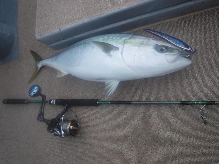 京都府舞鶴ドリームチェイサーの船釣りで鰤・メジロ釣果