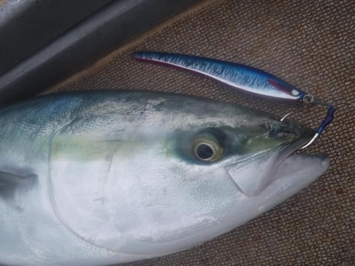 京都府舞鶴ドリームチェイサーの船釣りで鰤・メジロ釣果