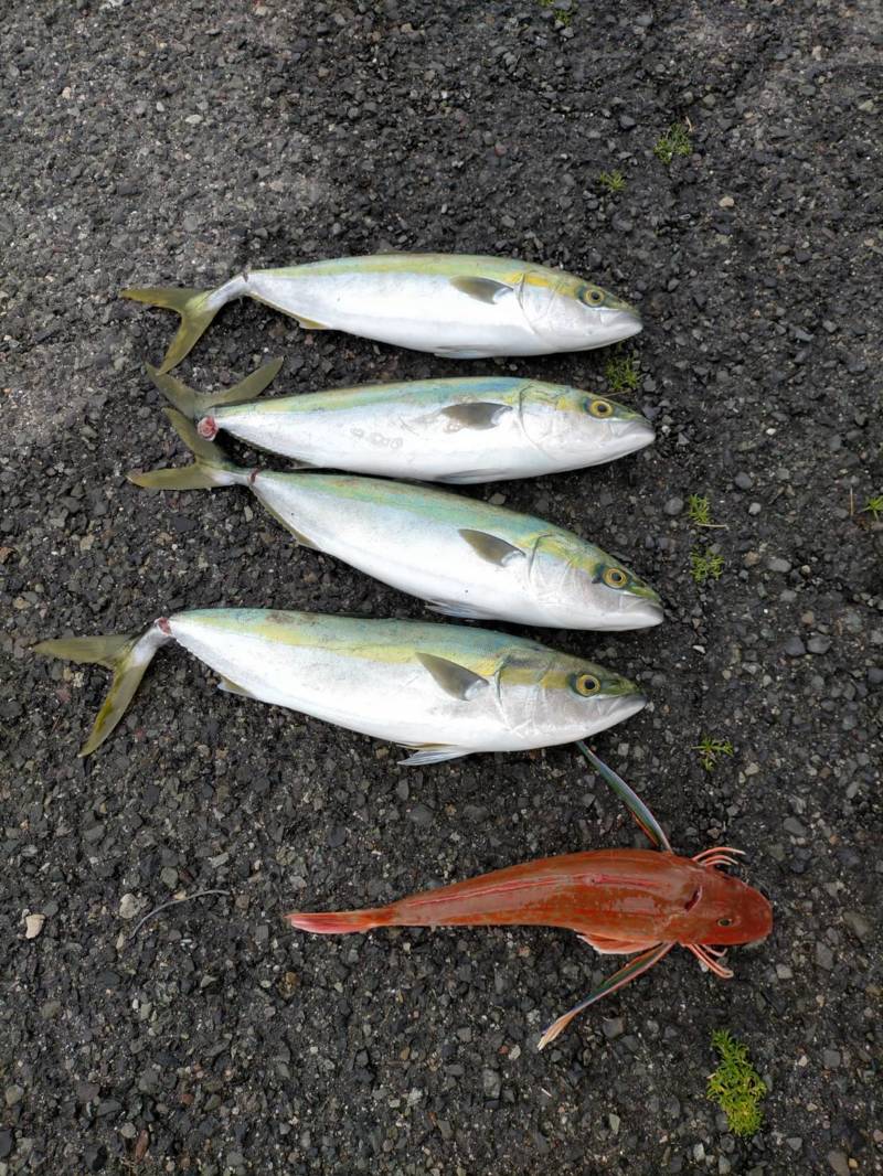 和歌山県加太近辺白墨丸の船釣りで真鯛釣果