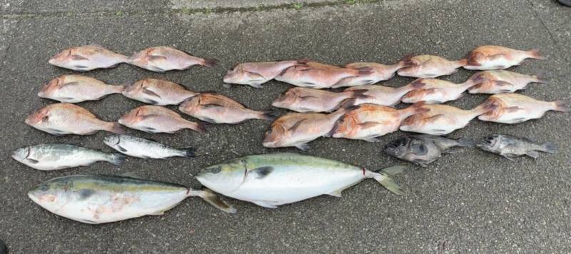 兵庫県水宝の釣り掘でマダイ・銀鮭・黒ソイ釣果