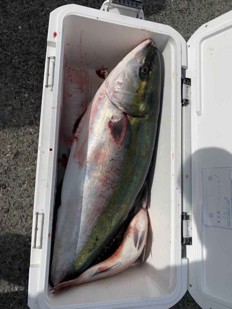 大阪府海釣ぽーと田尻の海上釣堀でブリ・マダイ・クロソイ釣果