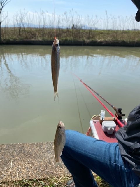 滋賀県琵琶湖長命寺の淡水ウキ釣りでモロコ釣果