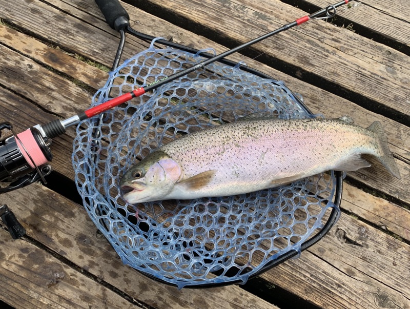 京都府のなごみの湖湯船森林公園でトラウト釣果