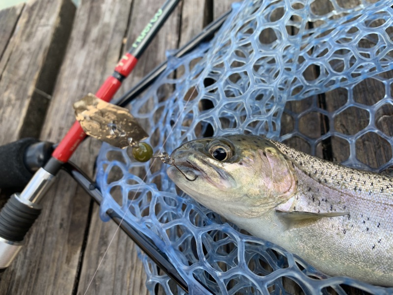 京都府のなごみの湖湯船森林公園でトラウト釣果