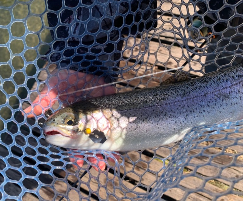 京都府のなごみの湖湯船森林公園でトラウト釣果