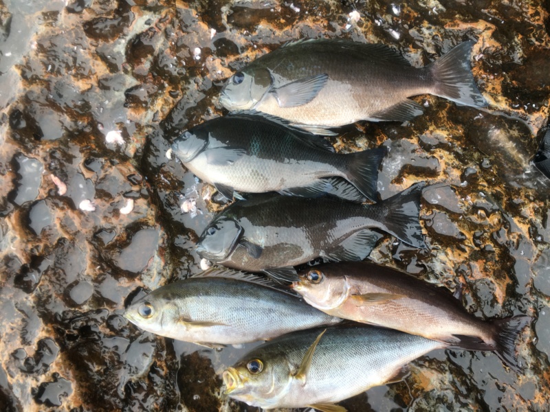 高知県沖ノ島岡崎渡船のフカセ釣りでグレ・イサキ・ハガツオ釣果