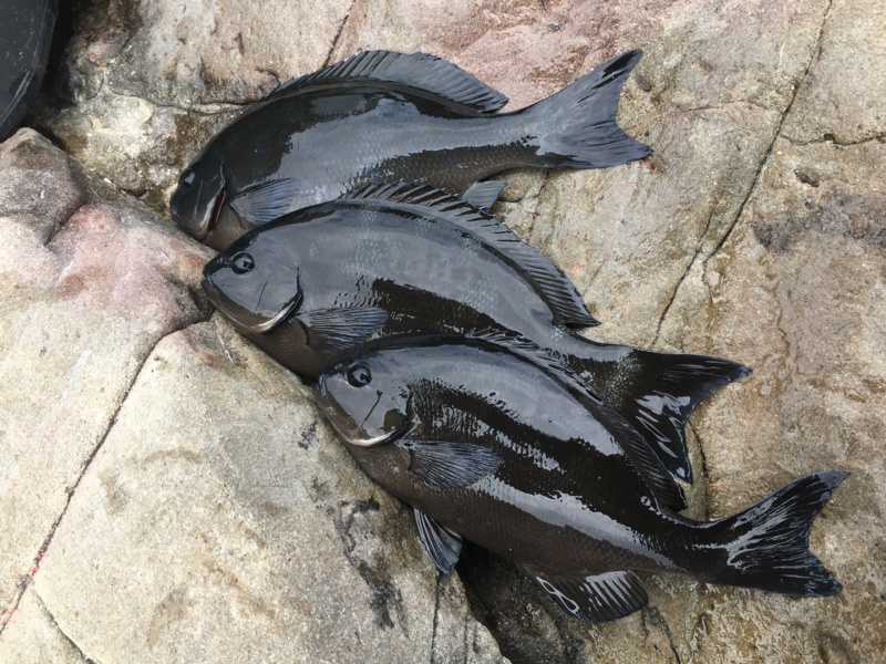 高知県沖ノ島岡崎渡船のフカセ釣りでグレ・イサキ・ハガツオ釣果